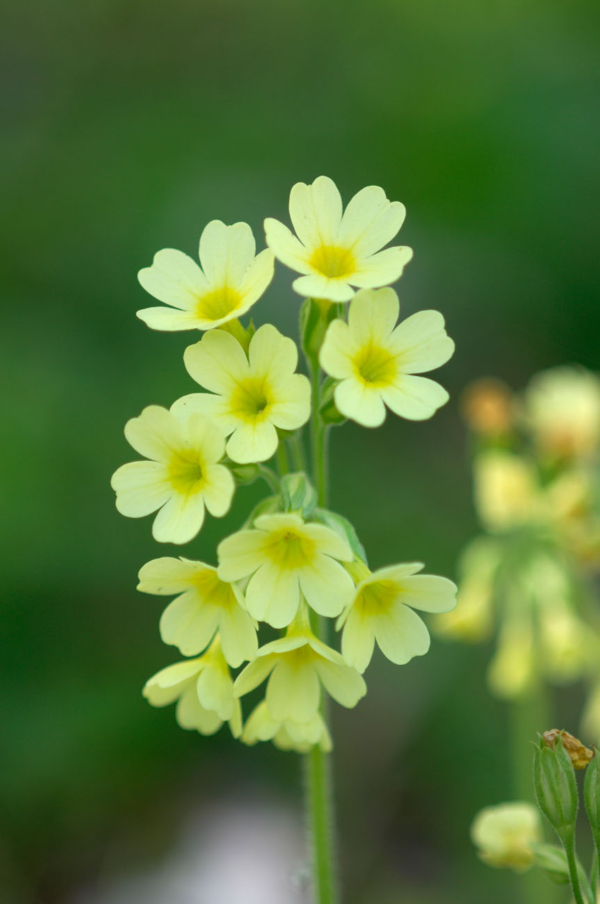 Primula elatior – Image 3