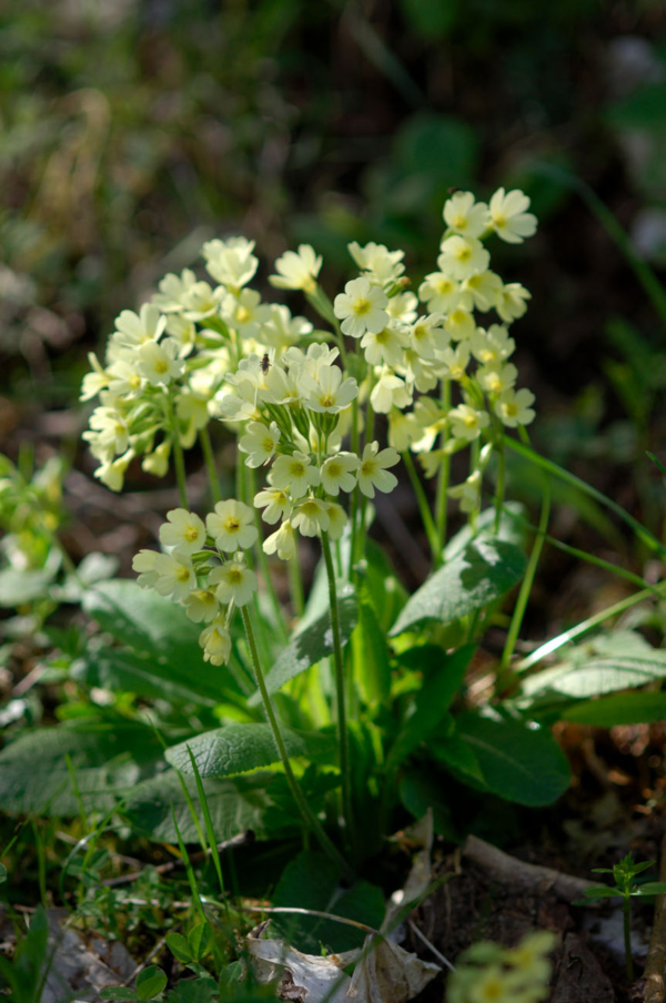 Primula elatior – Image 2