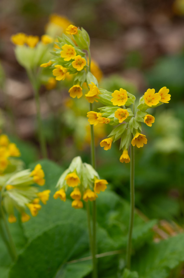 Primula veris – Image 6