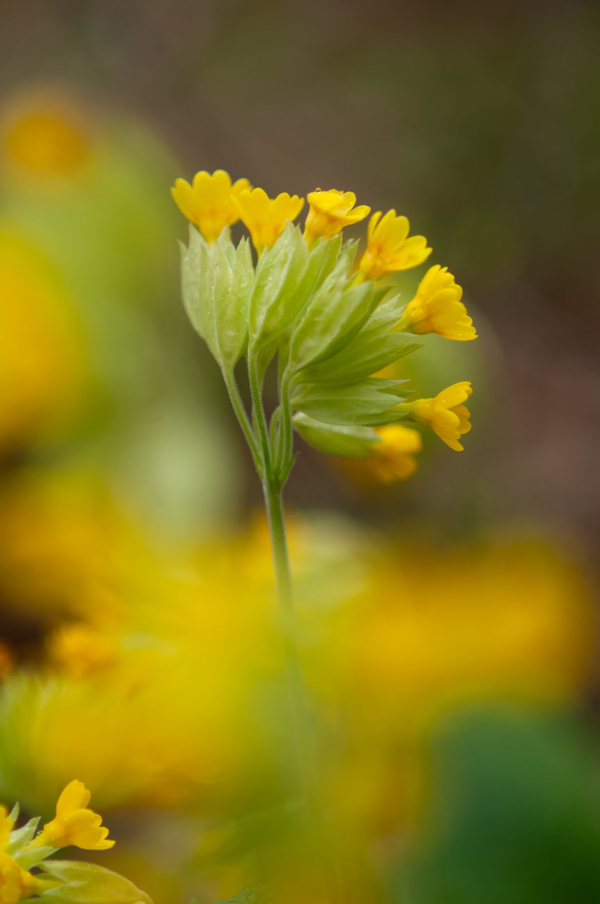 Primula veris – Image 2