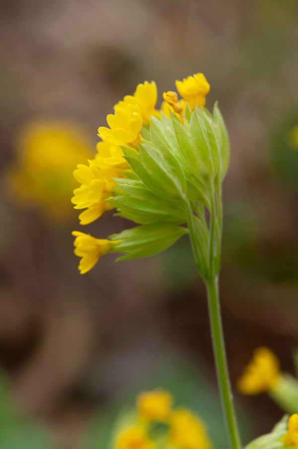 Primula veris – Image 3