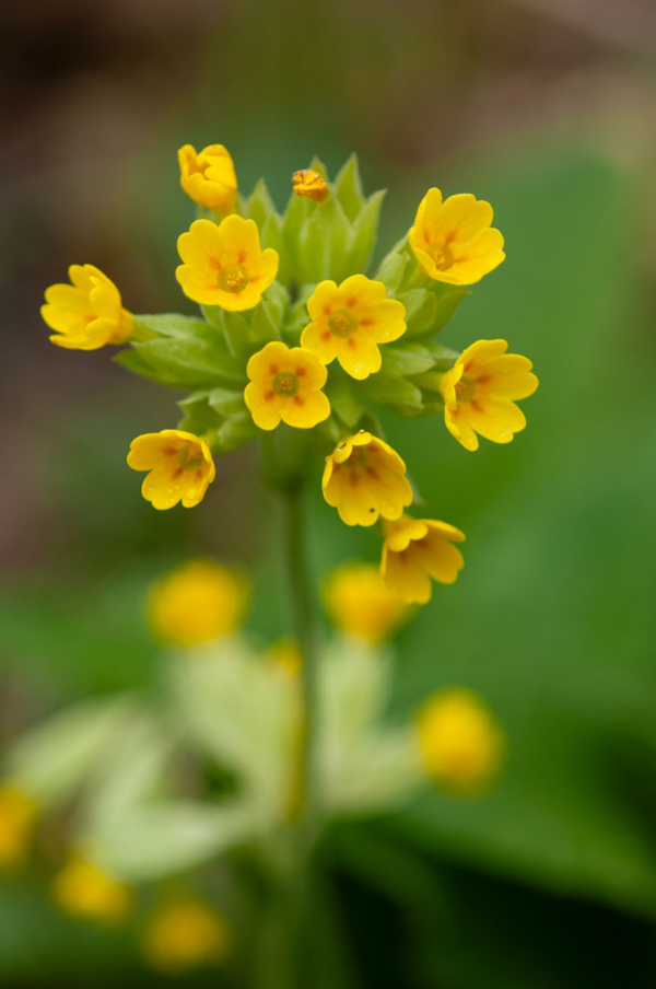 Primula veris – Image 4