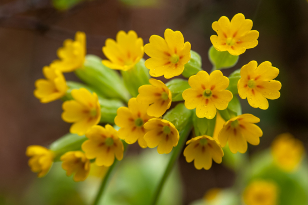 Primula veris