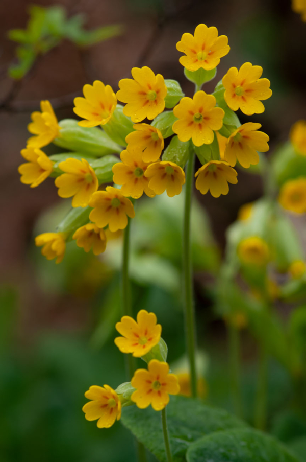 Primula veris – Image 5