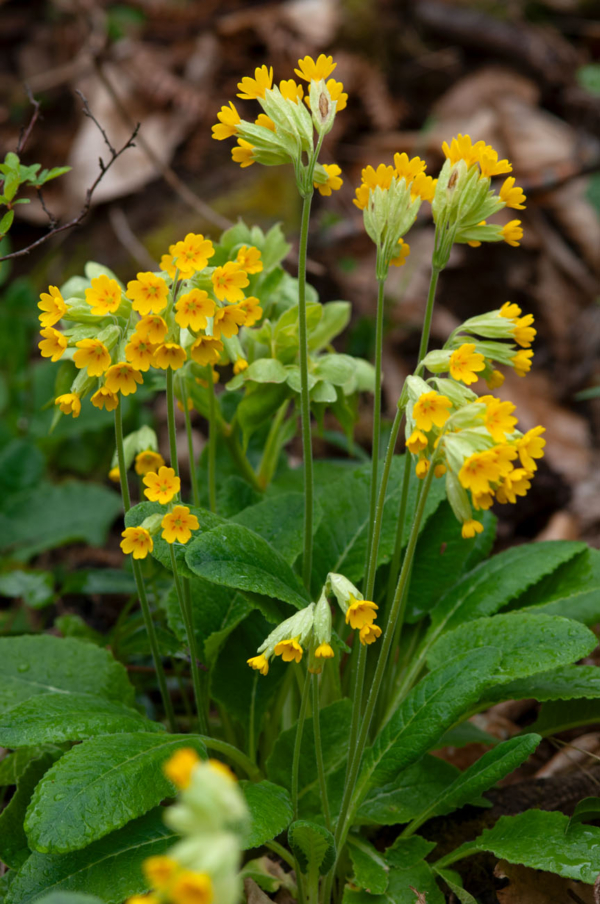 Primula veris – Image 7