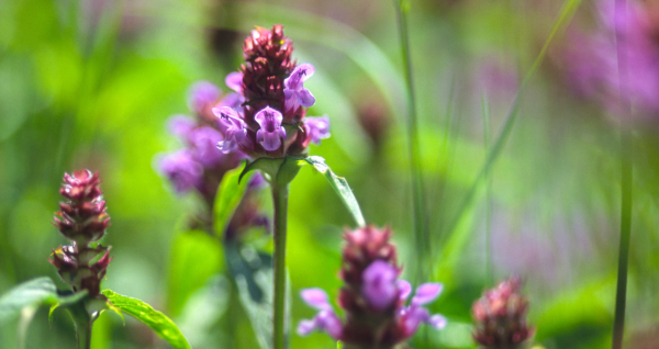 Prunella vulgaris