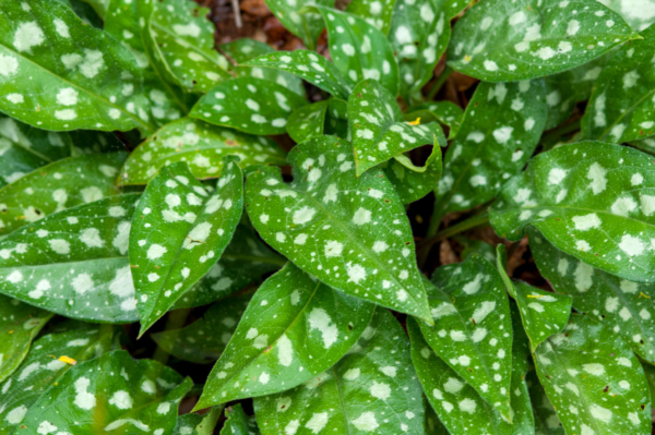 Pulmonaria affinis – Image 2