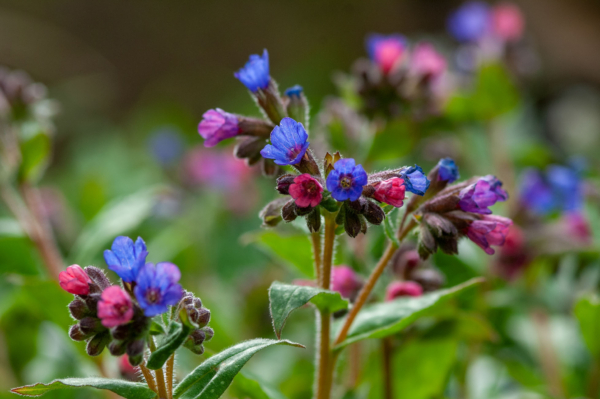 Pulmonaria affinis – Image 4