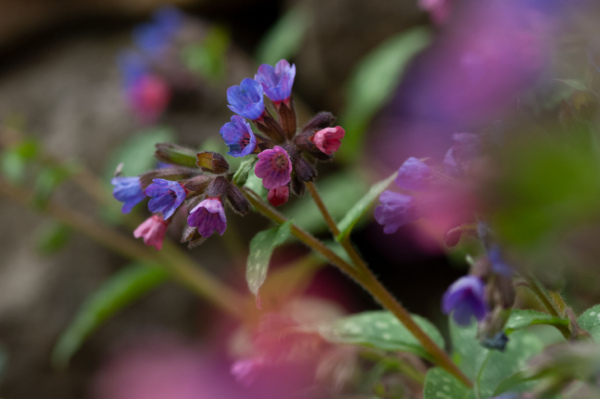 Pulmonaria affinis – Image 7