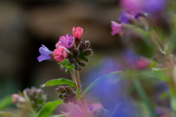 Pulmonaria affinis – Image 6