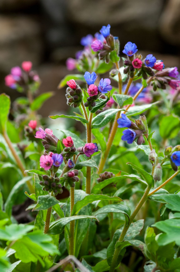 Pulmonaria affinis