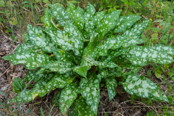 Pulmonaria affinis – Image 3