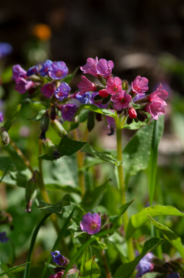 Pulmonaria affinis – Image 5