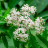 Sambucus ebulus