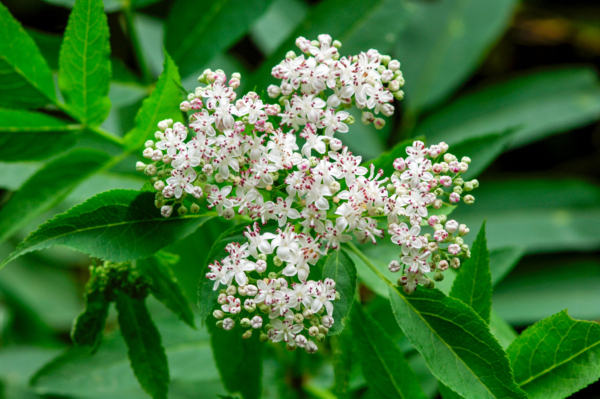 Sambucus ebulus