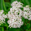Sambucus ebulus – Image 2