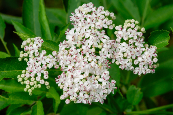 Sambucus ebulus – Image 2