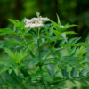 Sambucus ebulus – Image 3