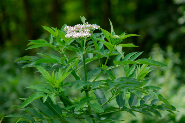 Sambucus ebulus – Image 3