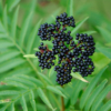 Sambucus ebulus – Image 4