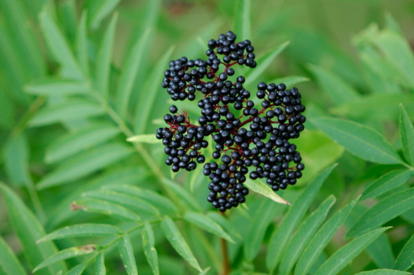 Sambucus ebulus – Image 4