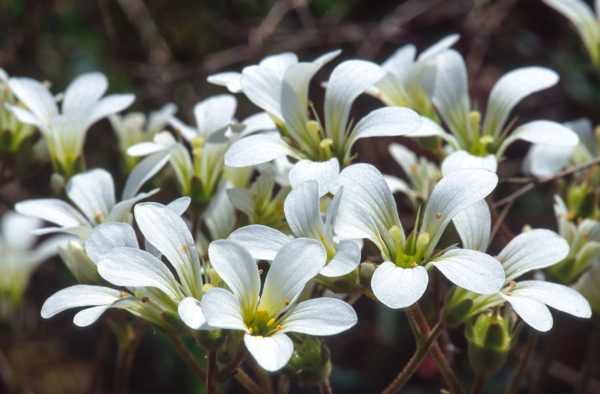 Saxifraga granulata – Image 2