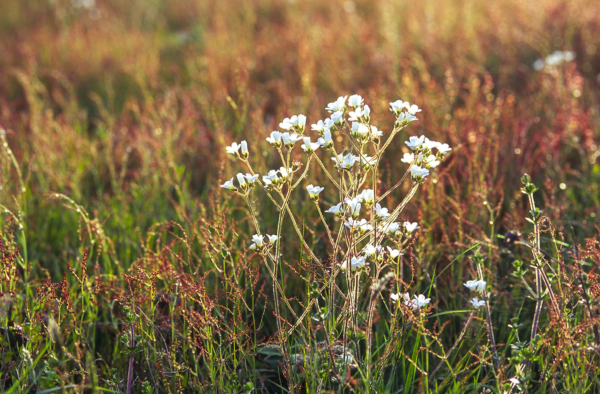 Saxifraga granulata – Image 5