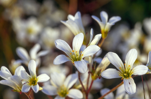 Saxifraga granulata