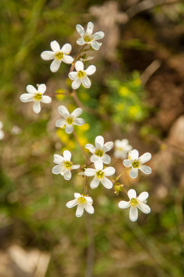 Saxifraga granulata – Image 3