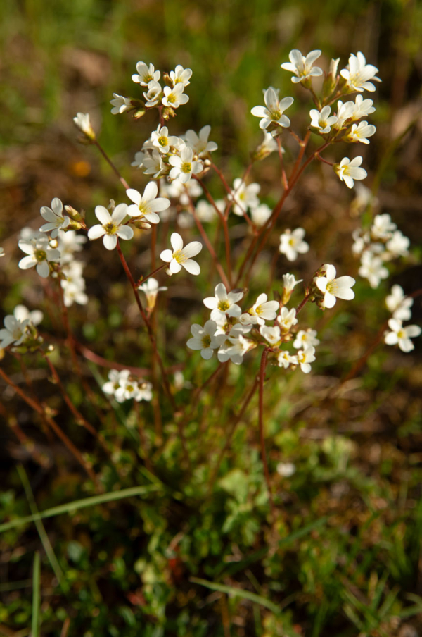 Saxifraga granulata – Image 4