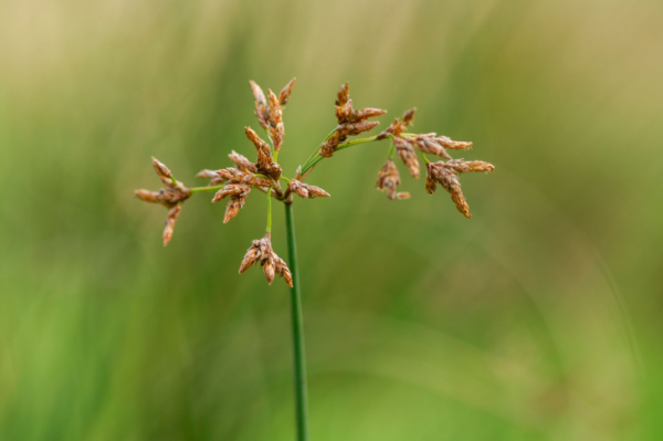 Schoenoplectus lactustris