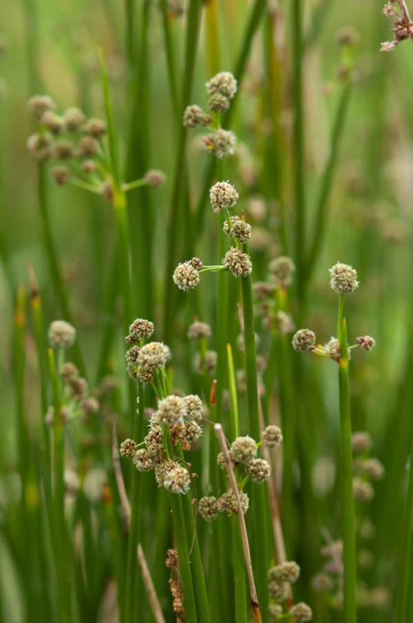 Scirpoides holoshoenus – Image 3