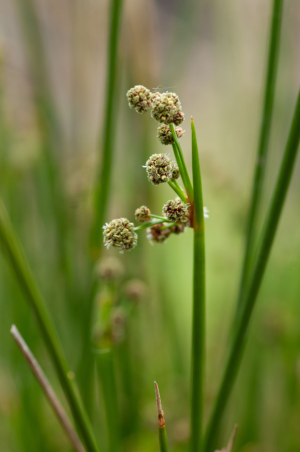 Scirpoides holoshoenus – Image 2