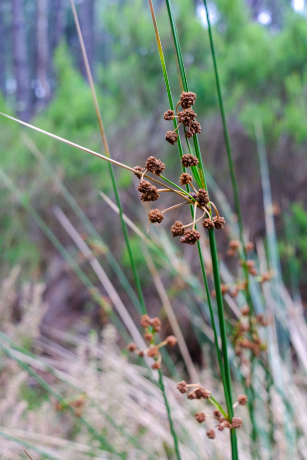 Scirpoides holoshoenus