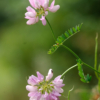 Coronilla varia – Image 3