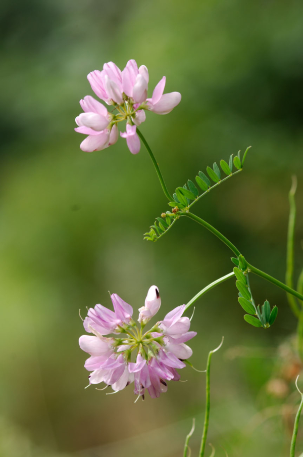 Coronilla varia – Image 3