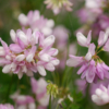 Coronilla varia – Image 2