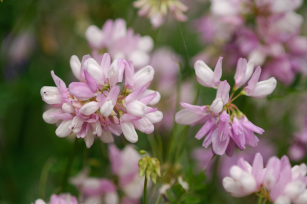 Coronilla varia – Image 2