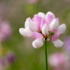 Coronilla varia