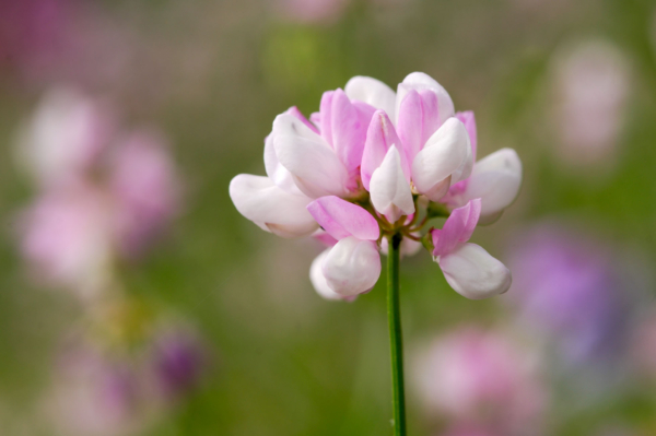 Coronilla varia