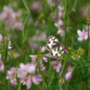 Coronilla varia – Image 4