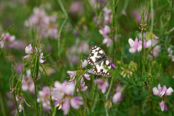 Coronilla varia – Image 4