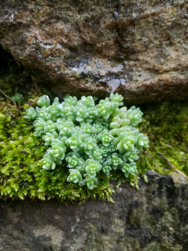 Sedum dasyphyllum