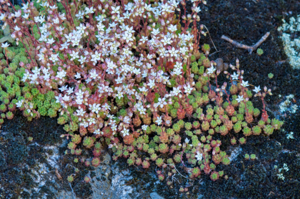 Sedum hirsutum – Image 2