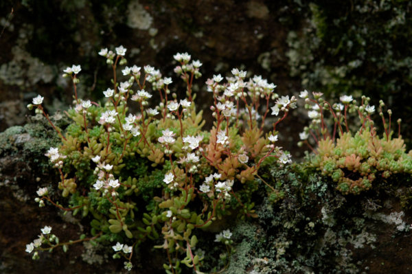 Sedum hirsutum – Image 5