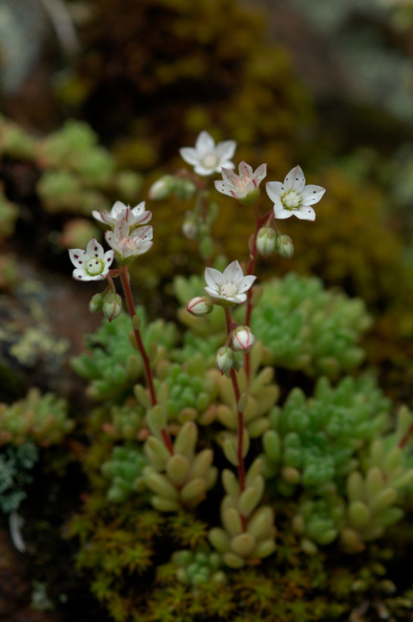 Sedum hirsutum – Image 3