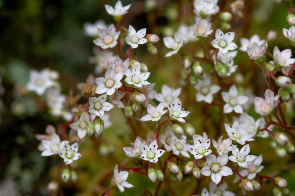 Sedum hirsutum