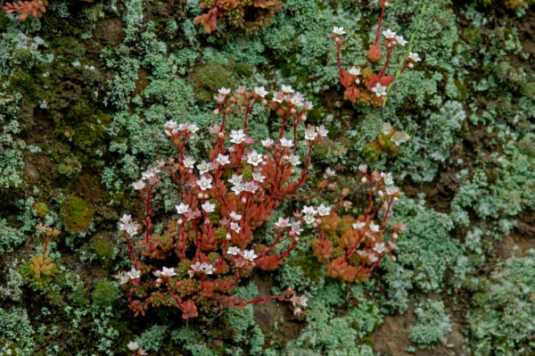 Sedum hirsutum – Image 4