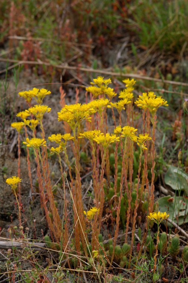 Sedum rupestre – Image 2