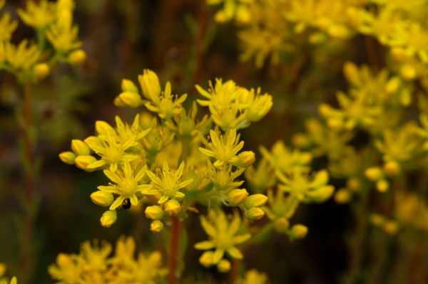 Sedum rupestre